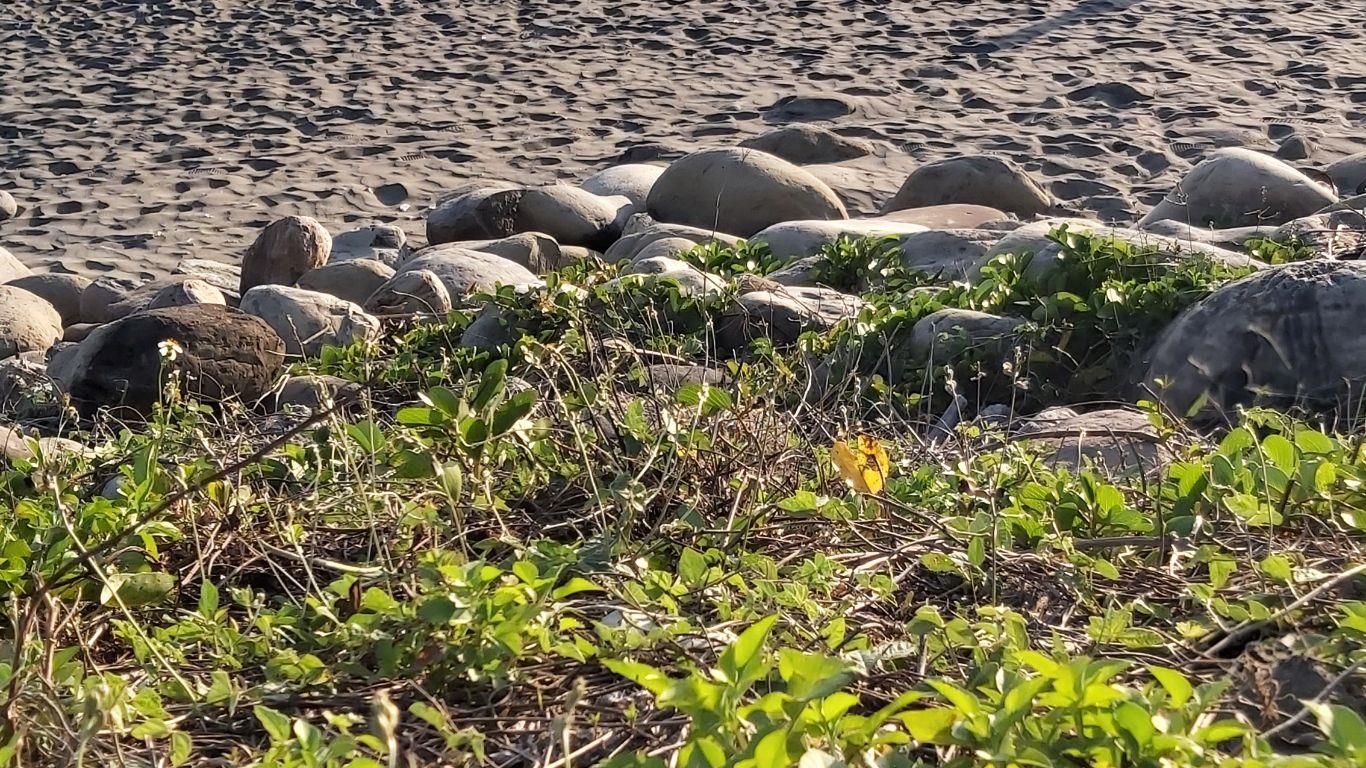 NP2203071A_MP22030000729